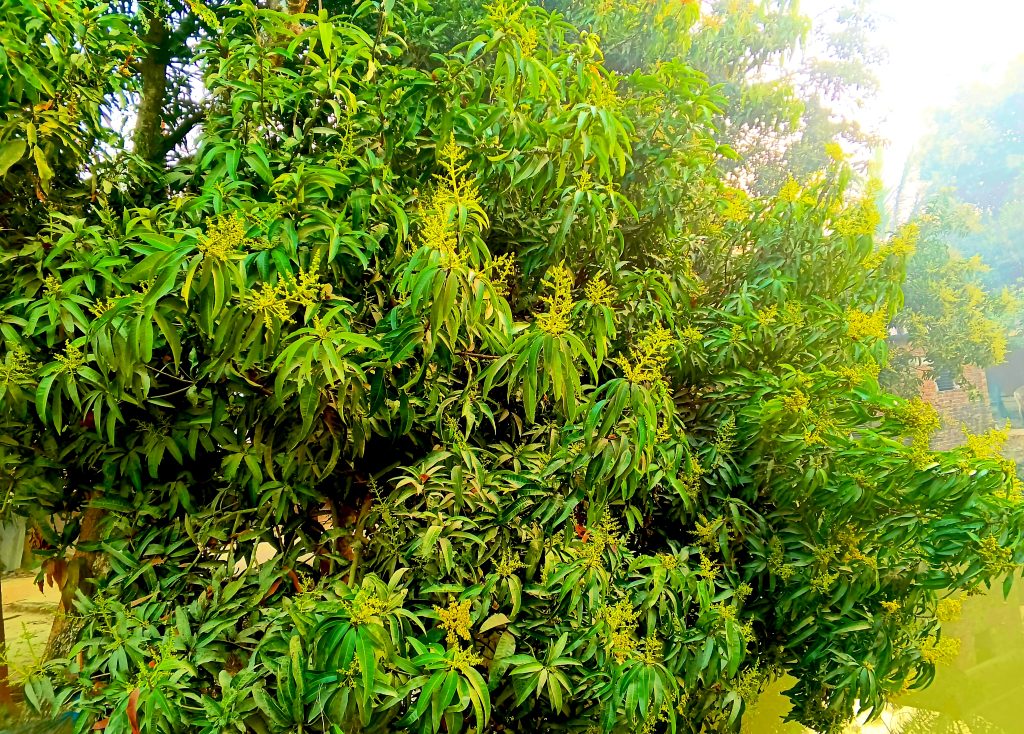 বাঘারপাড়ার আকাশে-বাতাসে আমের মুকুলের ম ম ঘ্রাণ: স্বপ্ন বুনছেন বাগান মালিকরা